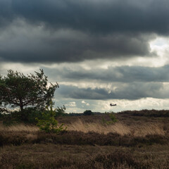 Nature reserve with pine trees and heather bushes and a chinook helicopter in the sky.