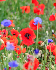 Red poppy bud on a field with other wild flowers in Tuscany (Selective Focus)