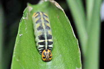 A leaf caterpillar with a yellow head is sitting on a green leaf