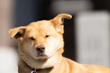 可愛いワンちゃん