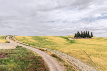 Rural road and a small amusing green grove of cypress in the middle of the sloping yellowing meadows of Tuscany