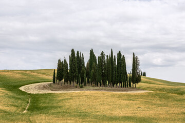 Small amusing green grove of cypress trees of various ages and heights in the middle of the sloping yellowing meadows of Tuscany