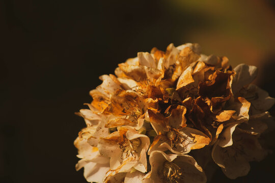 closeup of dombeya brown flowers spring season