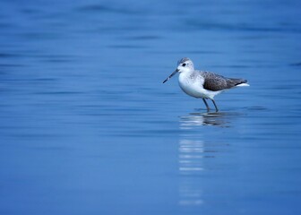 Marsh sandpiper at river. The marsh sandpiper is a small wader. Tringa stagnatilis.