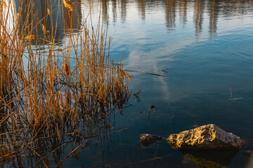 Urban landscape. Yellow thickets of dry reeds on a sunny day on the shore of a lake in the city. View of the city pond.