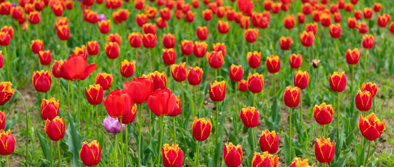red flowers of fresh tulips in field