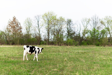 A young calf is grazing in the meadow.
