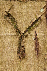 the letter Y is carved into the bark of a beech