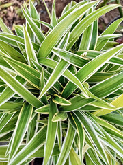 Obraz premium Leaves lily Paris