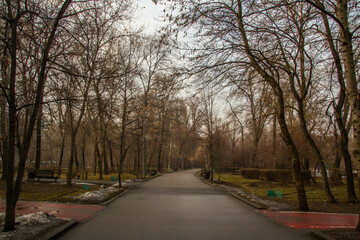 Fototapeta premium road in the park