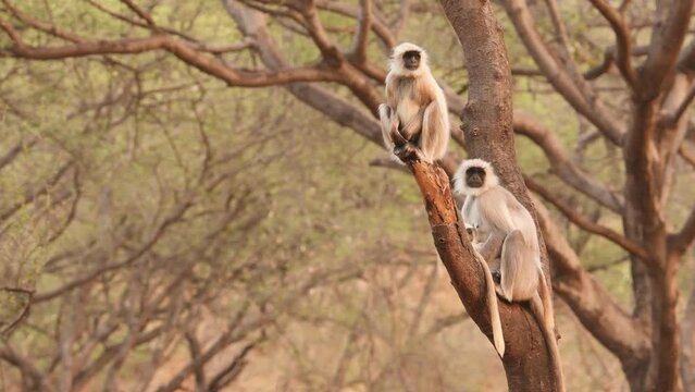 Full shot of caring protective and alert mother Gray or Hanuman langurs or indian langur or monkey family with baby perched on tree trunk at ranthambore national park tiger reserve rajasthan India