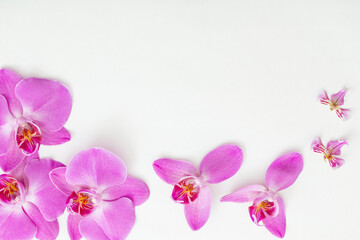 beautiful orchids on white background