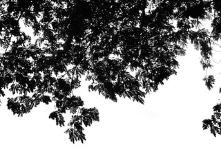 black and white silhouettes of trees