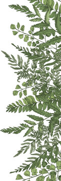Fern Botanical Hand Drawn Border or Frame