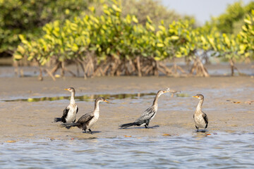 Vier Riedscharben auf einem Uferstreifen vor Mangroven