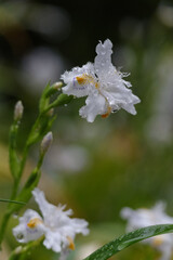 シャガの花が群生しており雨に濡れている