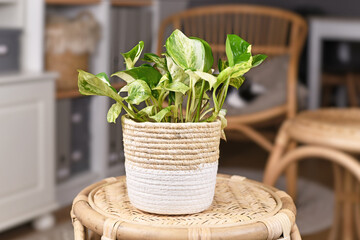 Exotic 'Epipremnum Aureum Manjula' pothos houseplant in basket flower pot on table