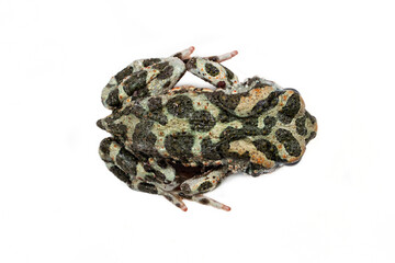 Spotted frog on a white background.