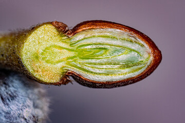 A cut of a flower bud on a spring tree. View in a microscope