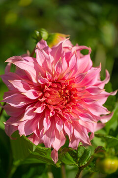 Flame like petals of the dinner plate dahlia penhill watermelon