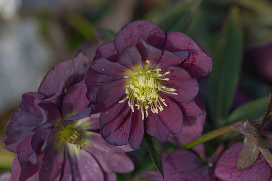 Vivid colours of the hellebore double ellen purple