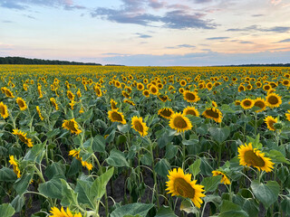 Obraz premium Field with blooming yellow sunflowers in Ukraine