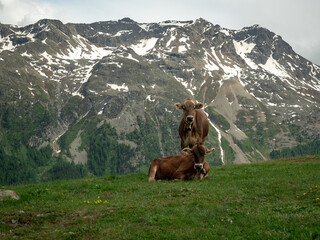 Swiss cows © Maciej