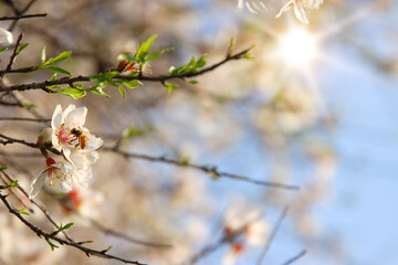 background of spring cherry blossoms tree. selective focus