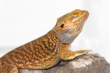 Detail of bearded dragon (pogona vitticeps) male in terrarium