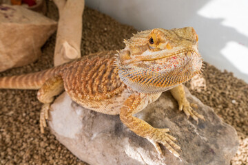 Detail of bearded dragon (pogona vitticeps) male in terrarium