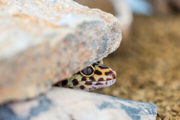 Detail of Leopard Gecko (eublepharis macularius) in terrarium