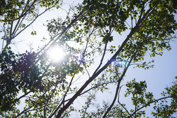 tree in the sky