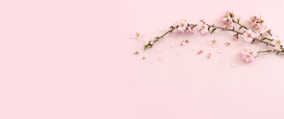 Obraz na płótnie Canvas image of spring white cherry blossoms tree over pink pastel background