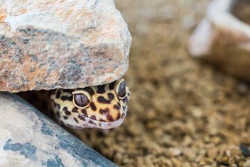 Detail of Leopard Gecko (eublepharis macularius) in terrarium