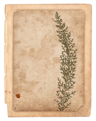 Old vintage rough paper background with green plant relief texture isolated