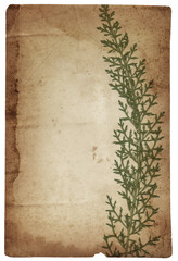 Old vintage rough paper background with green dry plant relief texture