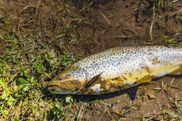Trout open season, shore stream fishing, fish trout, open season, nature, outdoor activity, hobby leisure fun.