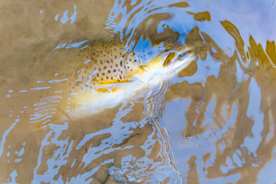 Trout open season, shore stream fishing, fish trout, open season, nature, outdoor activity, hobby leisure fun.