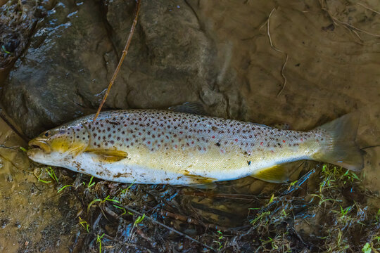 Trout open season, shore stream fishing, fish trout, open season, nature, outdoor activity, hobby leisure fun.