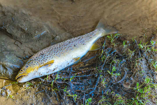 Trout open season, shore stream fishing, fish trout, open season, nature, outdoor activity, hobby leisure fun.