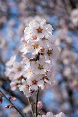 Almond blossom in spring in Cyprus
