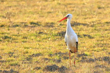 White stork after migration from Africa