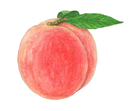 桃 イラスト Images Browse 3 138 Stock Photos Vectors And Video Adobe Stock