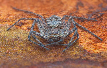 Spider Philodromus margaritatus, The Lichen Running Spider