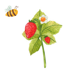 Hand drawn watercolor strawberry branch with bee isolated on white background. Fresh summer berries with leaves and flower for print, card, sticker, textile design, product packaging