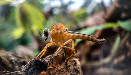 close-up of asilidae robber flies.