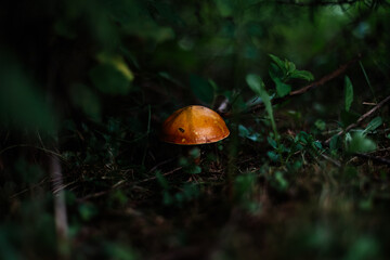 mushroom in the forest