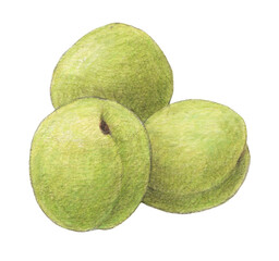 青梅　梅の実　水彩色鉛筆イラスト