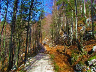 Wide path full of rocks on the way to Komna in Slovenia through a leafless european beech and spruce forest on a sunny day