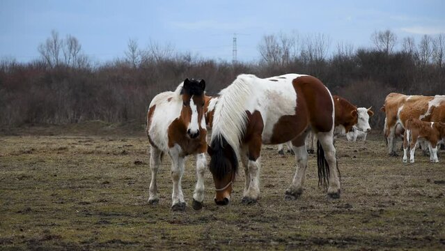 Mare graze in pasture and filly or colt walks toward camera during overcast winter day, domestic animals outdoors in free range breeding